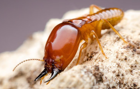termite